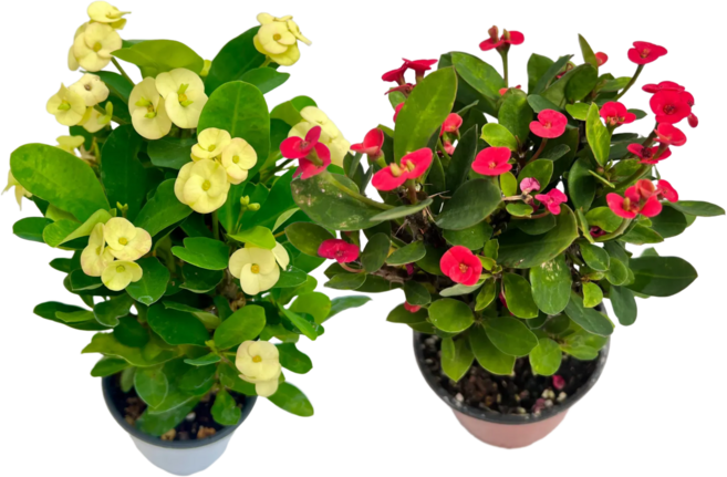 꽃기린 1+1 지금만, 노랑+다홍, 1개