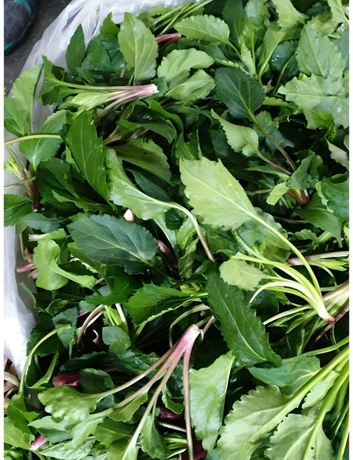 울릉도나물 부지갱이 부지깽이 취나물, 울릉도생취나물500g, 1개