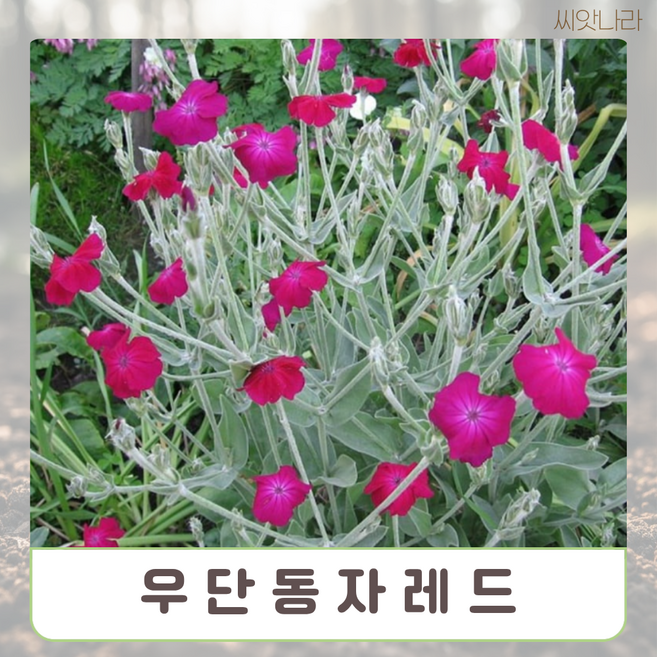 우단동자 레드 10립 꽃씨 씨앗 야생화 희귀 나라 pur+594xq