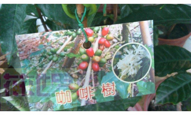花花世界 阿拉比卡咖啡樹 (有2組高度) 3吋黑軟盆 - 葉緣波浪狀, 高度15-35公分