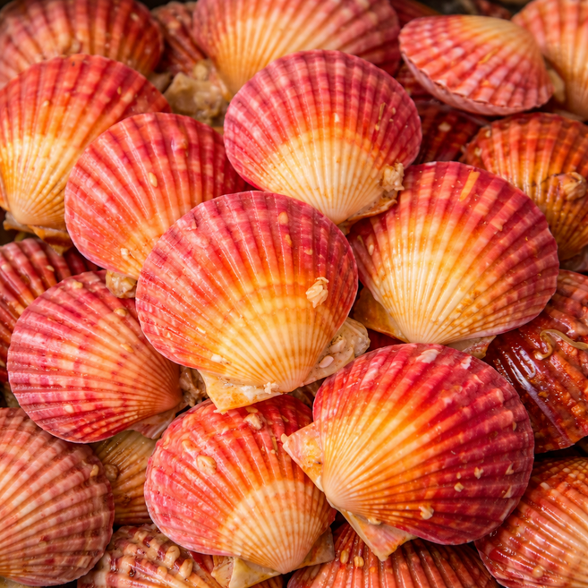 [신선상회](1일20박스 특가) 최고집 세척 통영 바다향 제철 비단 홍가리비(25미 내외), 1박스, 3kg