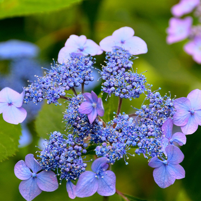 [충북농원] 산수국 수국나무 묘목 - 포트묘, 1개, H0.3/포트