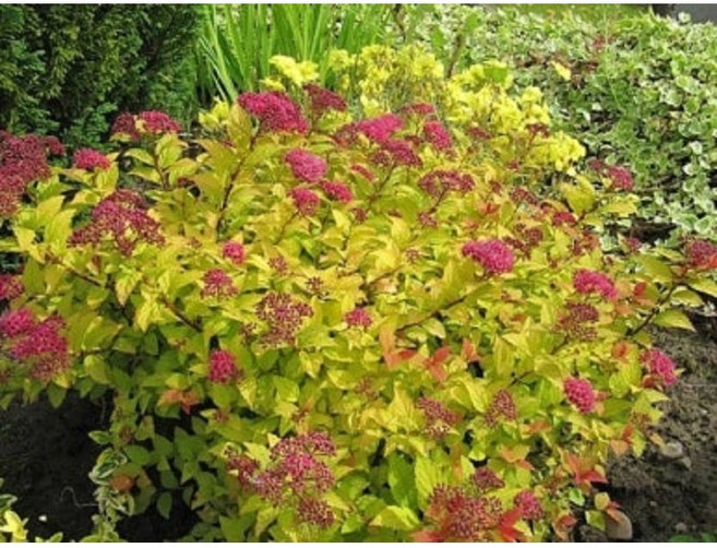 황금조팝나무 묘목 노지월동 다년초 조경용 10cm포트묘 케이야생화, 4개