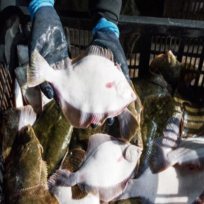 자연산 제철 맞은 활 봄 도다리 1kg 생물 손질, 1개, 손질 1kg(손질후800g)