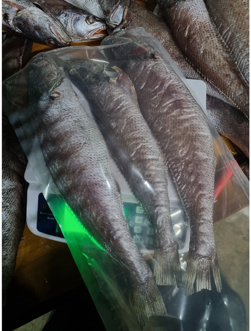 완도 통치 반건조 통민어 2-3마리 (38cm/1kg내외) 민어요리 민어매운탕 지리국, 1개