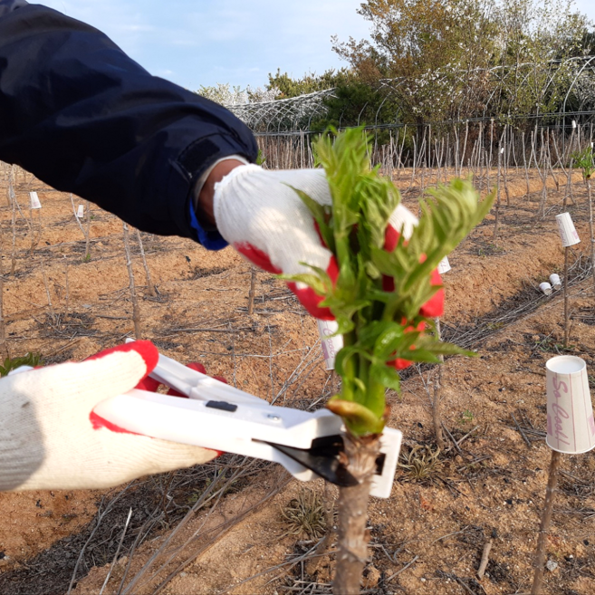 참두릅 나무 묘목, 10개, 혼합색상