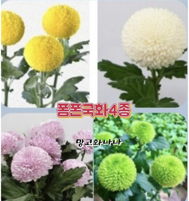 폼폰국화모종(폼폰국화)4종1셋, 1개