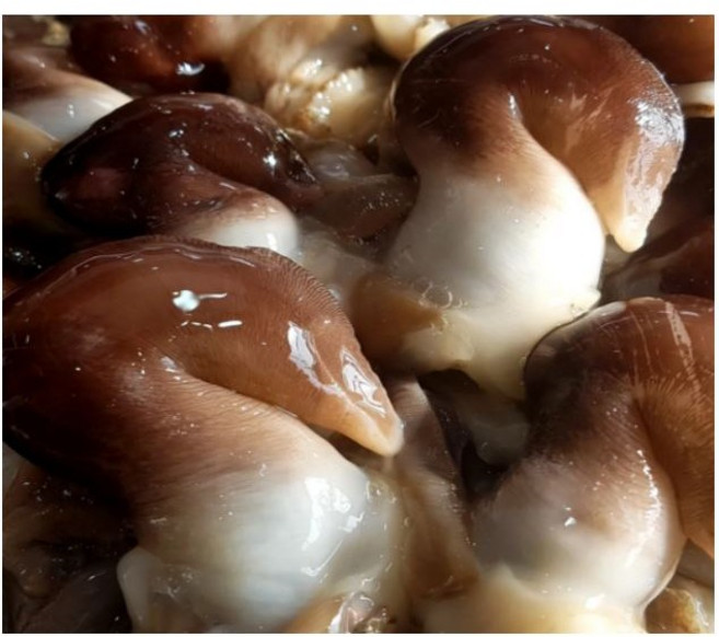 [당일조업 당일발송] 여수 검정 초코 새조개, 1박스, 200g