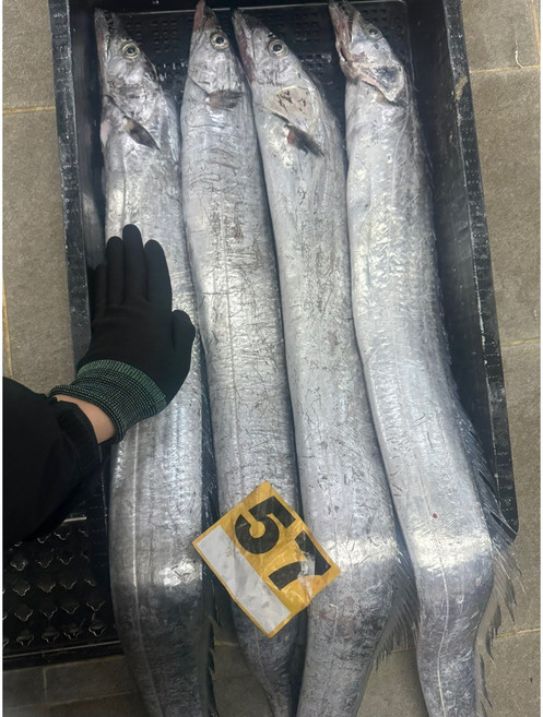 먹갈치 목포 큰 갈치 특대 생물 구이 손질 산지직송, 1개, 700g 1마리