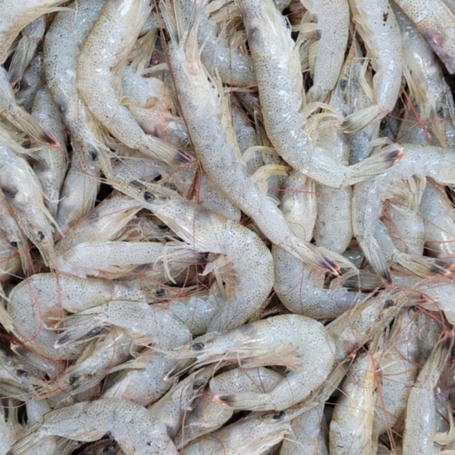 중하새우 봉댕이 새우 1kg 김장 튀김, 1개