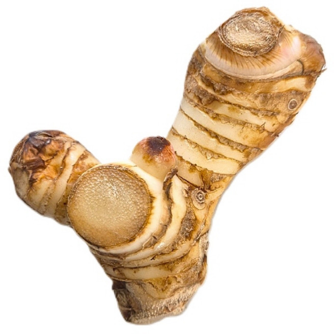 신선한 태국 생 갈랑갈 령 매운 생강 galangal 100g, 1개