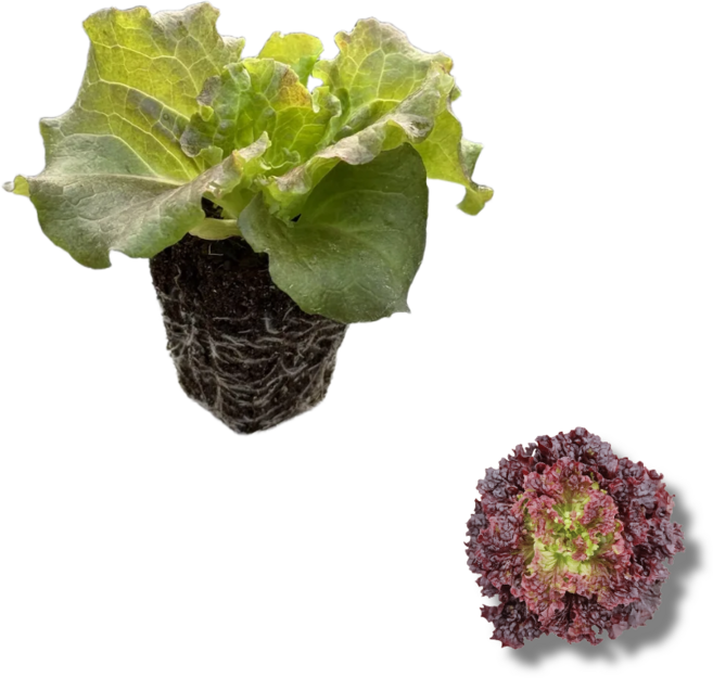 꽃상추모종 한세트 6개, 1개