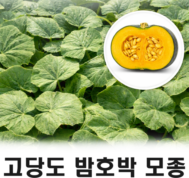고당도 단호박(밤호박) 모종, 5개