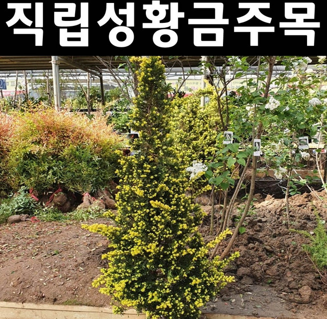 황금선주목 나무 묘목 삽목3년 포트 1개/정원수 조경수, 삽목3년생 포트묘, 1개