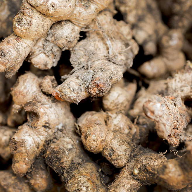 파비플로라차 삼각티백 태국산 흑생강 자색생강, 1.2g, 1개, 50개입