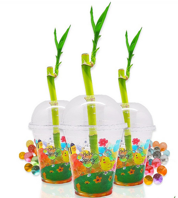 (DD) 두두엠 개운죽 키우기 10인 세트, 단품, 1개