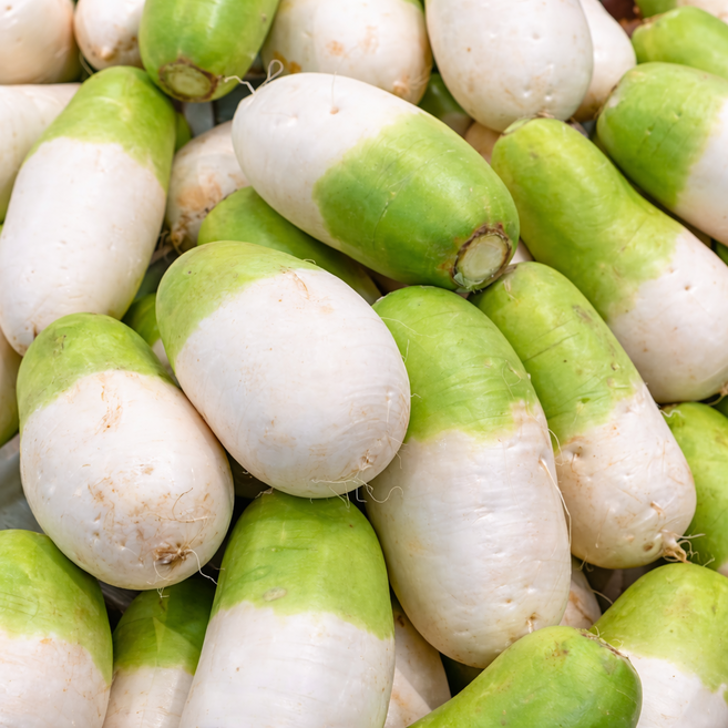 [초특가할인]재구매율1위 아삭달큰 산지직송 제주월동무, 1개, 10kg