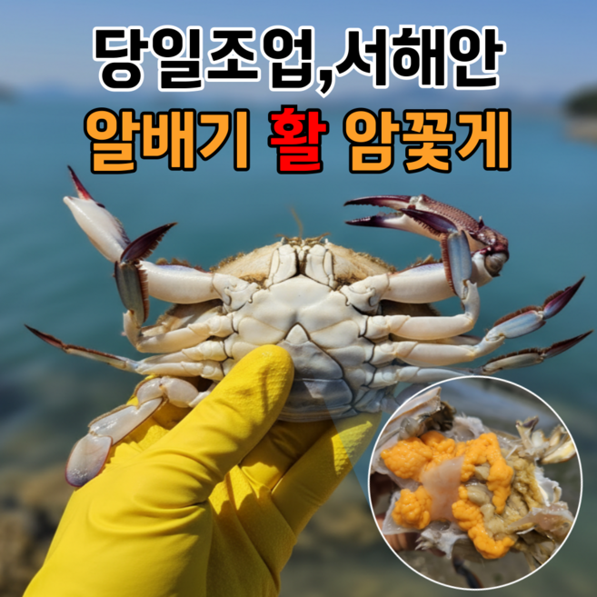 [서해안 당일조업] 국내산 생물 암꽃게, 1개, 1kg