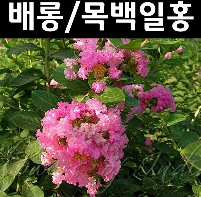 배롱나무/목백일홍(분홍꽃) 묘목 삽목3년 개화주 1개/정원수 조경수, 1개