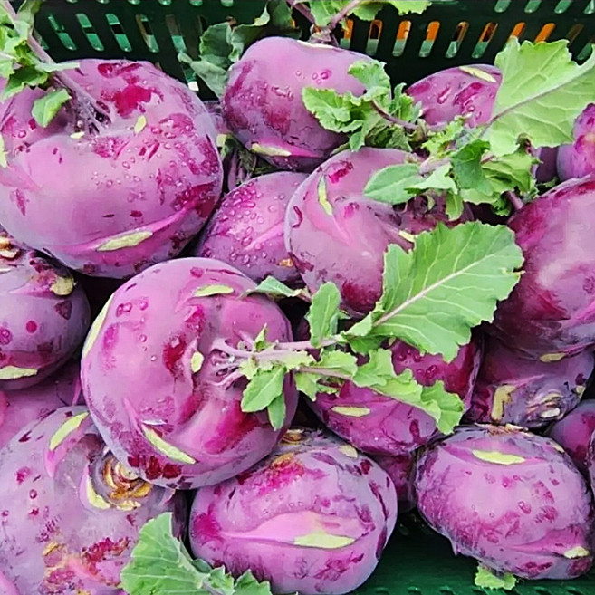 [농장직송] 제주 콜라비 13브릭스 콜리브리 못난이, 10kg, 1개