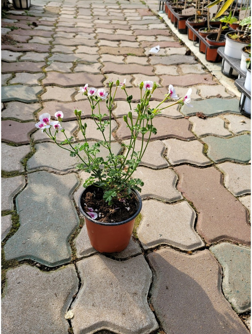 그린식물팜 랜디제라늄 소품 제라늄 10-25cm 꽃 / 품종 랜덤, 1개