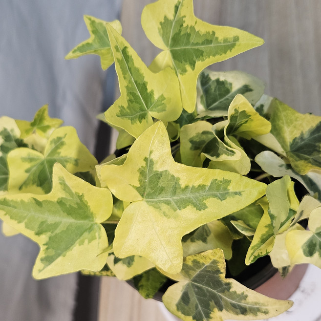 글레이셔 아이비 무늬아이비 4치포트 실내 인테리어 소품 공기정화 키우기쉬운 식물