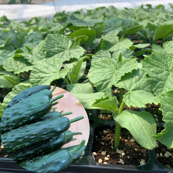 새마을총각 가시오이모종 청오이, 2개