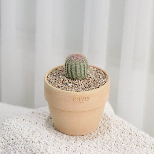 갑조네 다육이토분세트 예쁜 다육이식물 미니다육이 선인장, 31.자태양, 앙비(피치/소)+받침(토기/미니), 1개