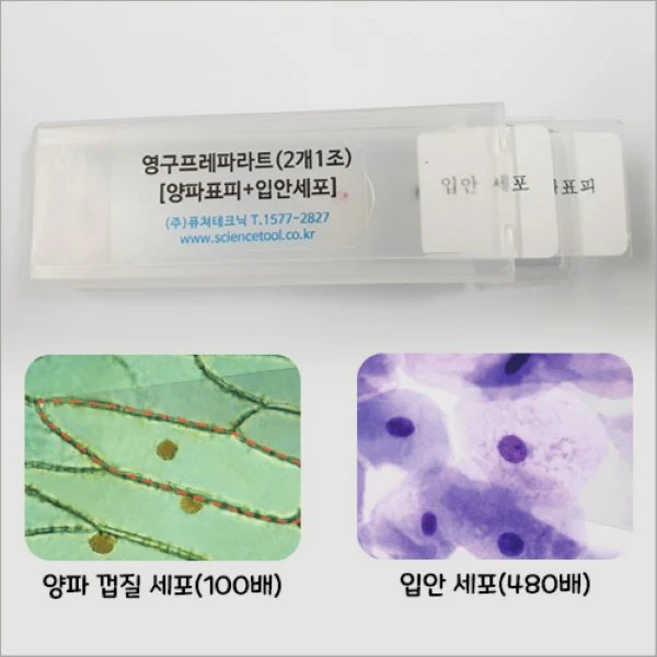양파 표피세포 입안 상피세포 영구 프레파라트 - 쿠팡