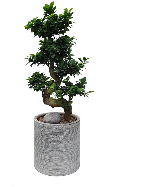 도자기랑나무랑 개업 개원 축하화분 거실반려식물 실내공기정화 금전수 뱅갈고무나무, 1개, 가지마루펜다 축하화분 서울경기배송 DLP-097