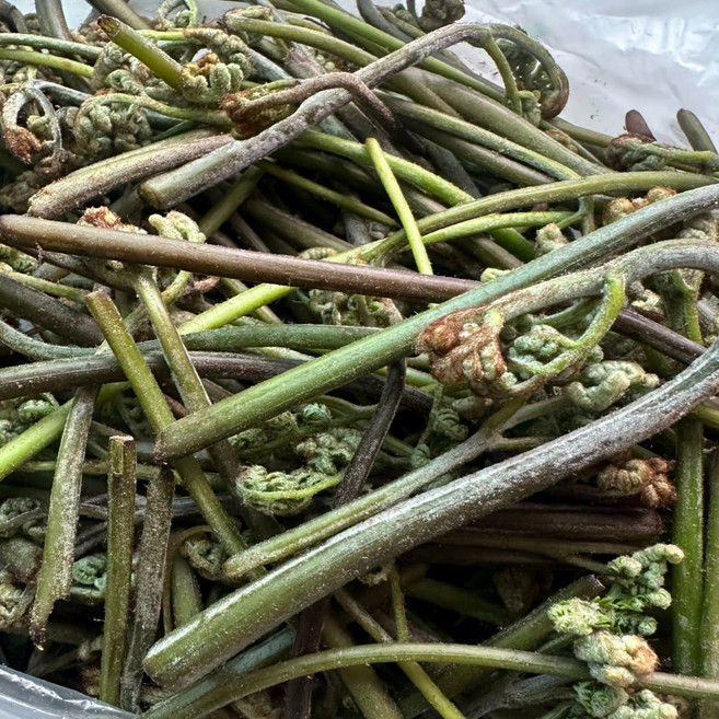 제주 햇고사리 생고사리, 3kg, 1개