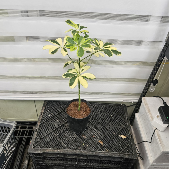 무늬 홍콩야자 중품 외목대 핫도그수형 플렌츠영, 1개