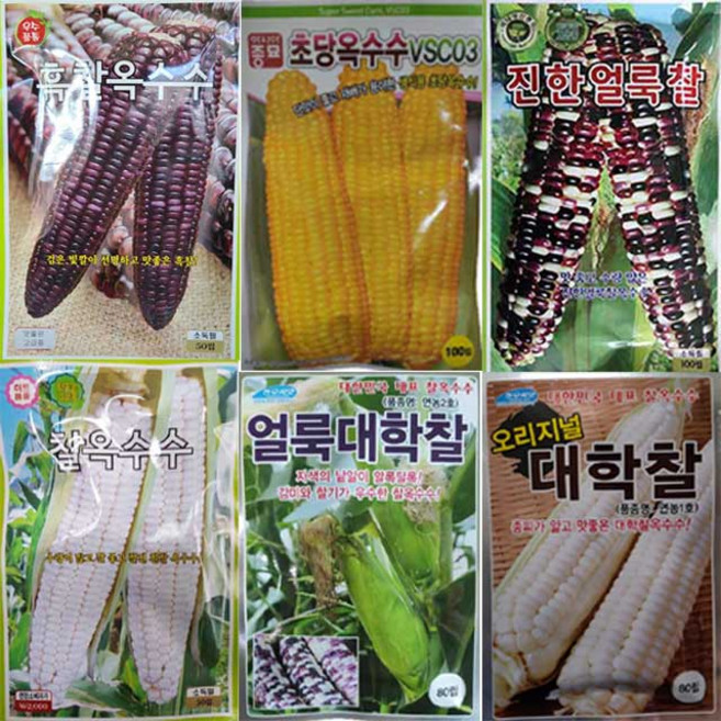 옥수수씨앗 모음 초당옥수수 흑찰 대학찰 얼룩 보라, 1개, 보라흑찰옥수수 80립