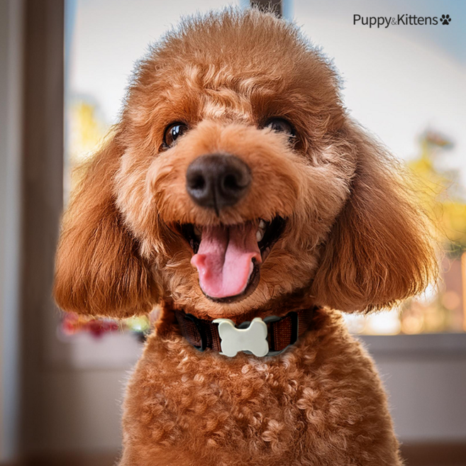 퍼피키튼 강아지목걸이 산책용 일반형 2개구성세트, 2개, 오렌지