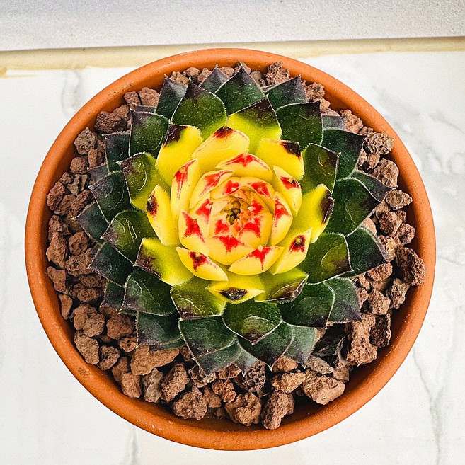 튼튼한 블랙탑 농장직송 산아래 다육이 생명력최고 키우기쉬운 공기정화 전자파차단 하월시아 다육식물 선인장, 럭셔리, 1개