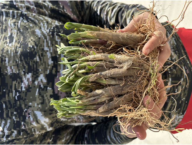 산마늘 명이나물 종근 모종 (6~7년생) 쿠팡할인특가판매!, 10개