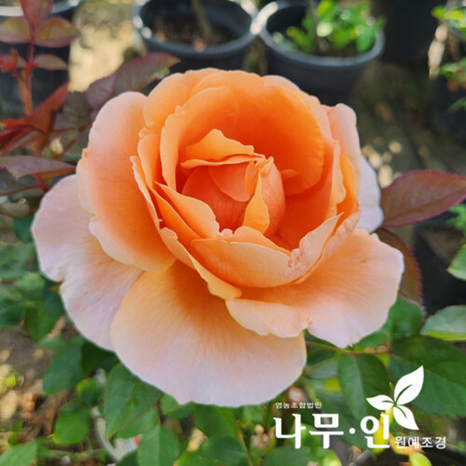 [나무인] 아바에드클루니 고급사계정원장미 30품종