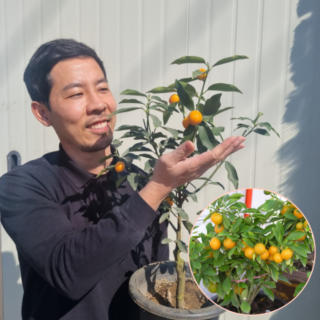 금귤나무 3년생 포트묘 낑깡나무 결실주 에버그린농원, 1개, 금귤3년생