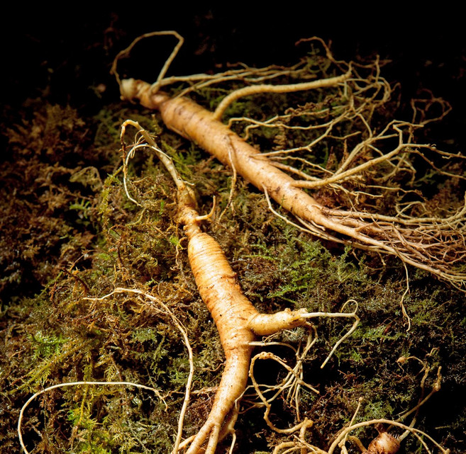 자연산 산삼 장뇌삼 산양삼 산양산삼 10년근 못난이 10뿌리