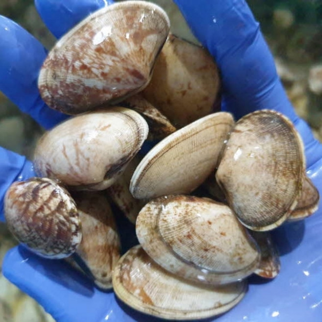 남해안 활 왕바지락 1kg 해감 바지락 50미 내외