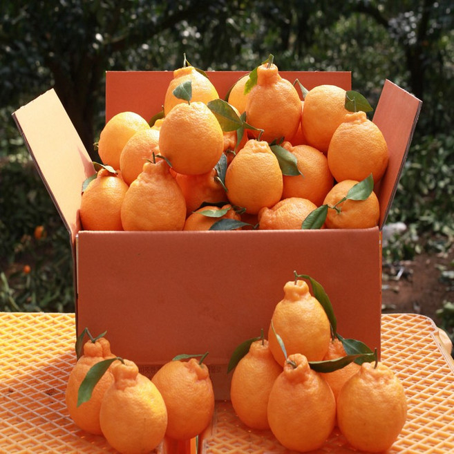 [설선물] 제주 한라봉 5kg 10kg 가정용 선물세트 설 명절선물 [인기상품] 선물추천, 4개, 옵션4