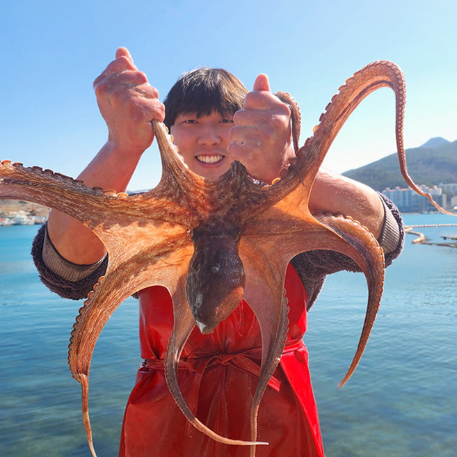 [품질보장] 주식회사 두결 통영 활 돌문어 1KG 1~3미 랜덤, 1개, 1KG [1~3미 랜덤]