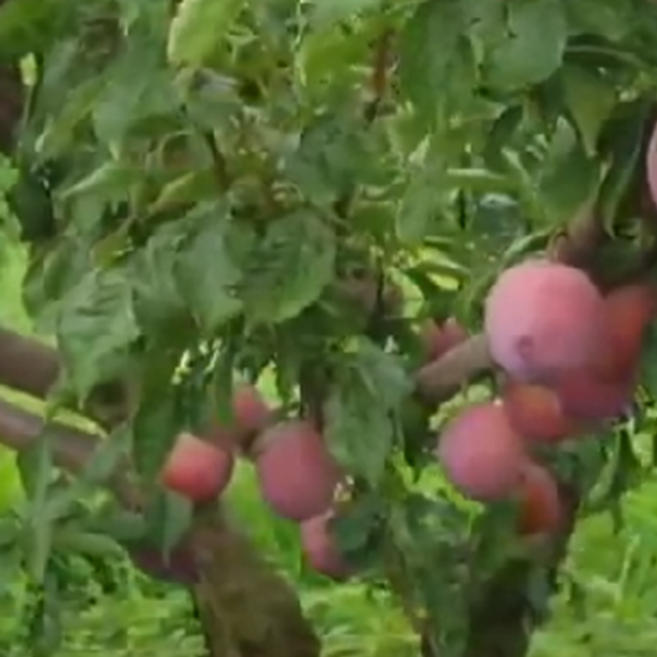 나무1번지- 알프스왕자 자두 나무 묘목 1년생 특묘, 1개, 알프스왕자 자두 1년생 특묘