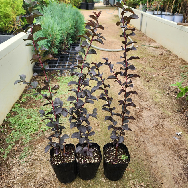 배롱나무 묘목 자엽배롱나무 4치장포트(적색꽃) 백일홍나무 서산조경마켓, 1개