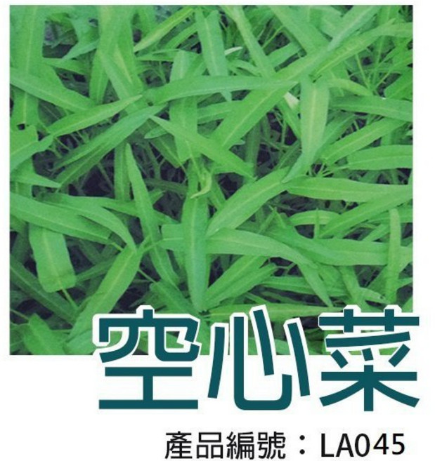 醬米資材 DIY種子栽種 空心菜 家庭園藝 輕鬆種植