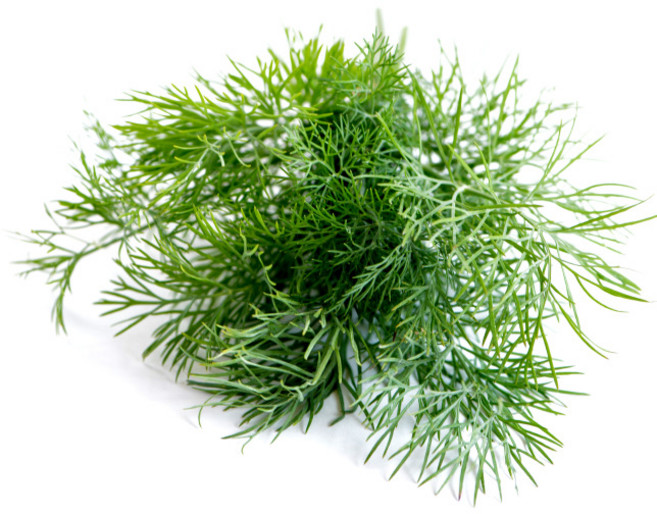 국내산 생 허브 딜 Fresh Dill 약 20g, 1개