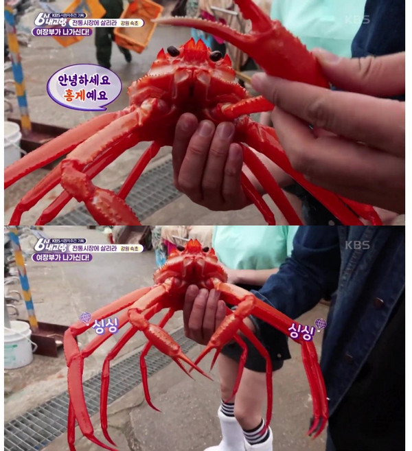[도담들] 속초 자숙 홍게 5Kg 3Kg 1Kg 수율 80% 이상 특 A급 산지직송 6시내고향 러브마린, 3Kg(9~12미), 1개
