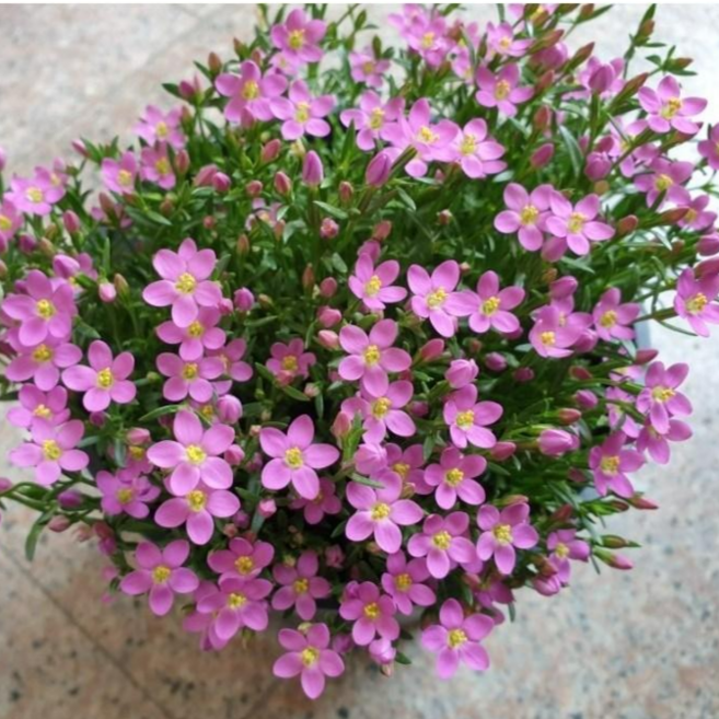 [들꽃야생화] 애기용담 아라비스 9cm 모종 야생화 지피식물 노지 월동, 3개