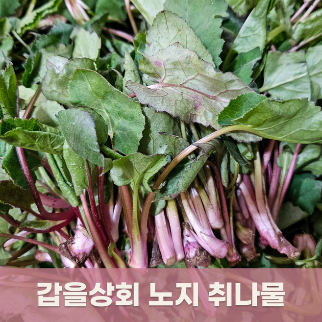 [갑을상회] 노지 취나물 지리산 생취나물, 1개, 500g