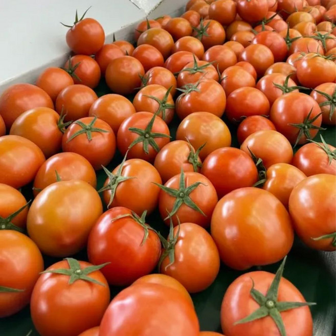 주스용 랜덤과 유럽종 완숙 찰 토마토 5kg, 1개